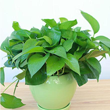 1辦公室工位常見植物小綠蘿