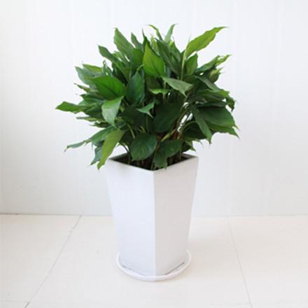 3寫字樓耐陰植物大盆萬年青