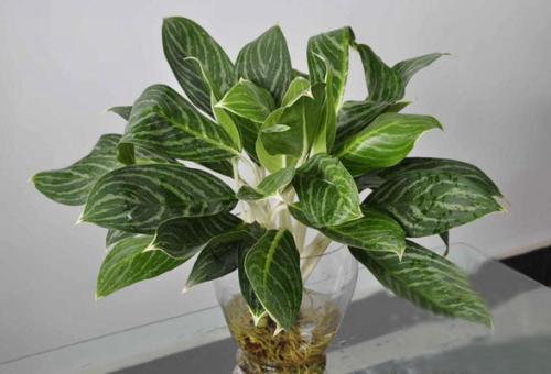 白雪公主優(yōu)點2